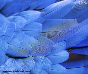 yapboz Mavi Papağan tüyleri